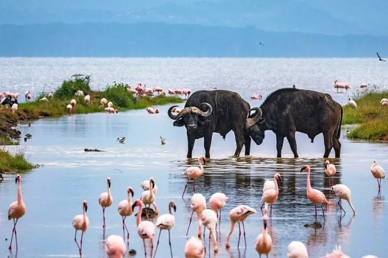 The Best 3-Day Lake Nakuru Safari Tour