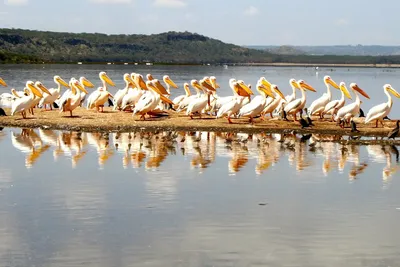 The Hot 4-Day Kenya Safari Tour