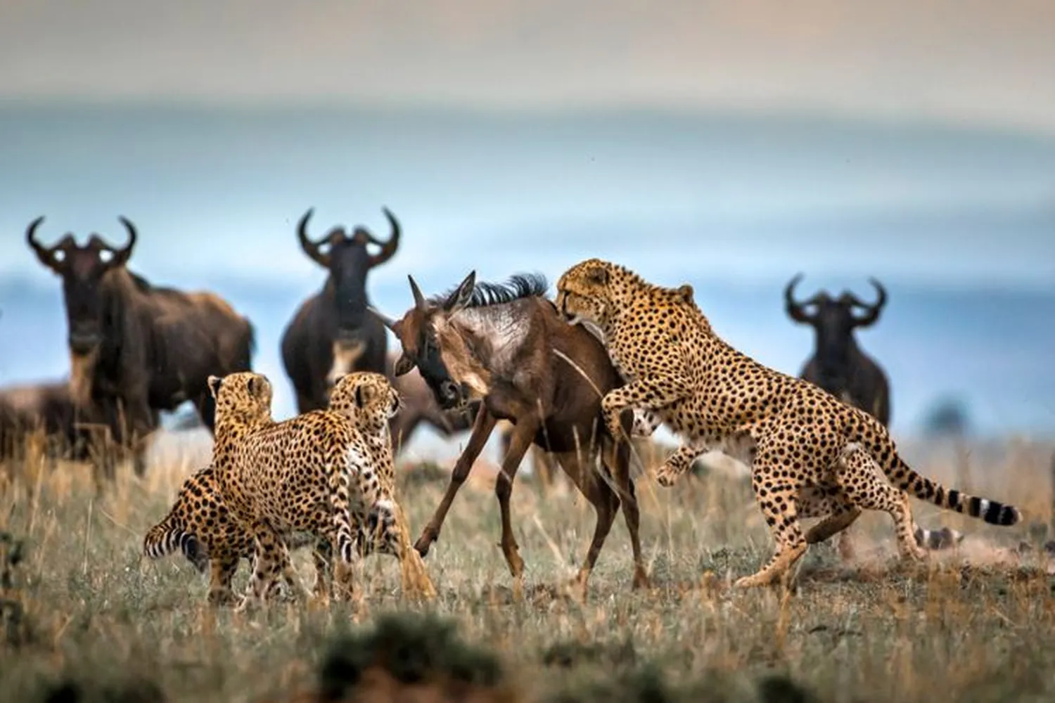The Ultimate 5-Day Maasai Mara Safari Tour