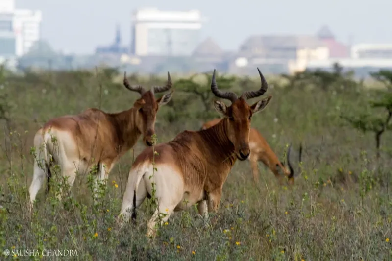 The Ultimate 5-Day Nairobi National Park Safari Tour