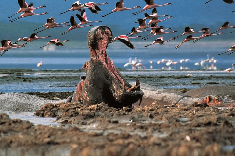 The Ultimate 6-Day Lake Nakuru Safari Tour