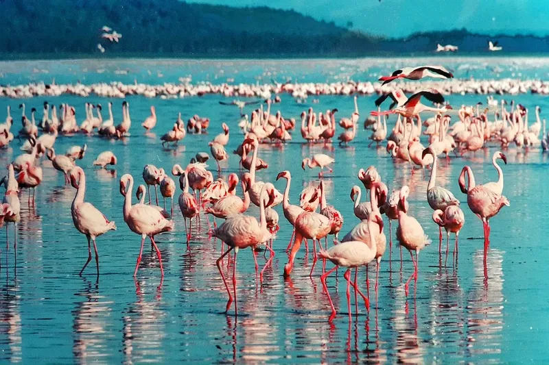 The Unforgettable 4-Day Lake Nakuru Safari Tour