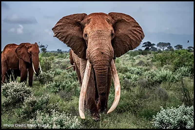 Tsavo East and West National Parks Tour in Kenya