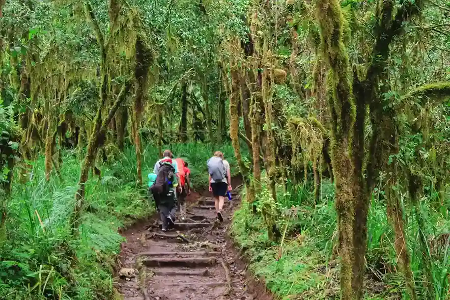 Kilimanjaro climbing Tour Packages in Rainy Season