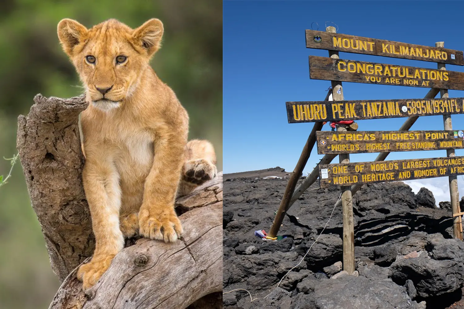 Inclusive Kilimanjaro trekking & Safari