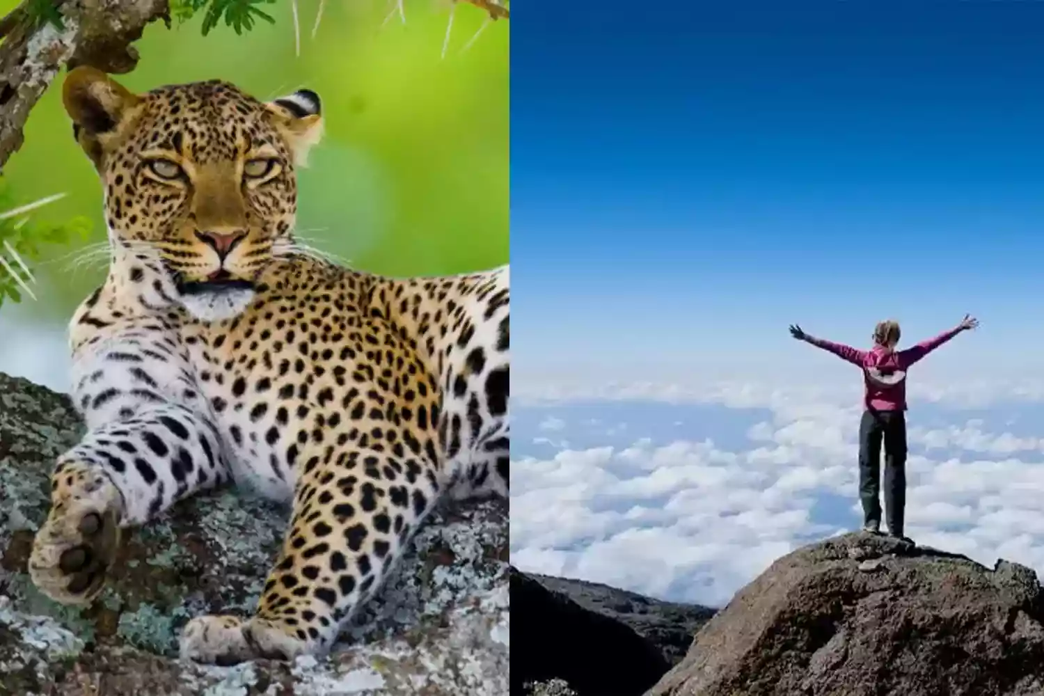Ruta Kilimanjaro Machame / Safari al Serengeti (13 dies)