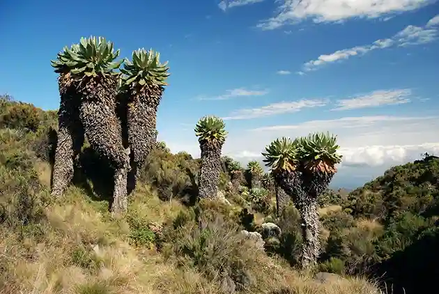 9 days Kilimanjaro Northern Circuit route climbing package