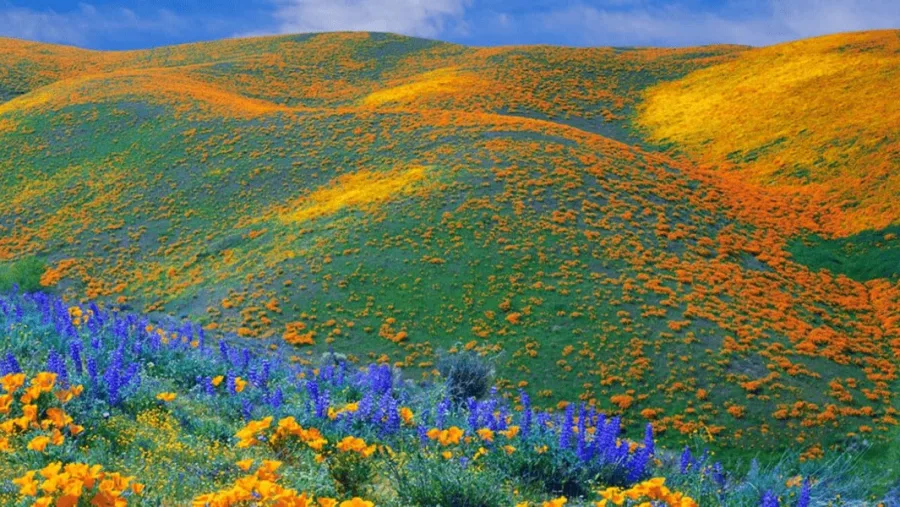 Best Kitulo National Park Tours 2026/2027