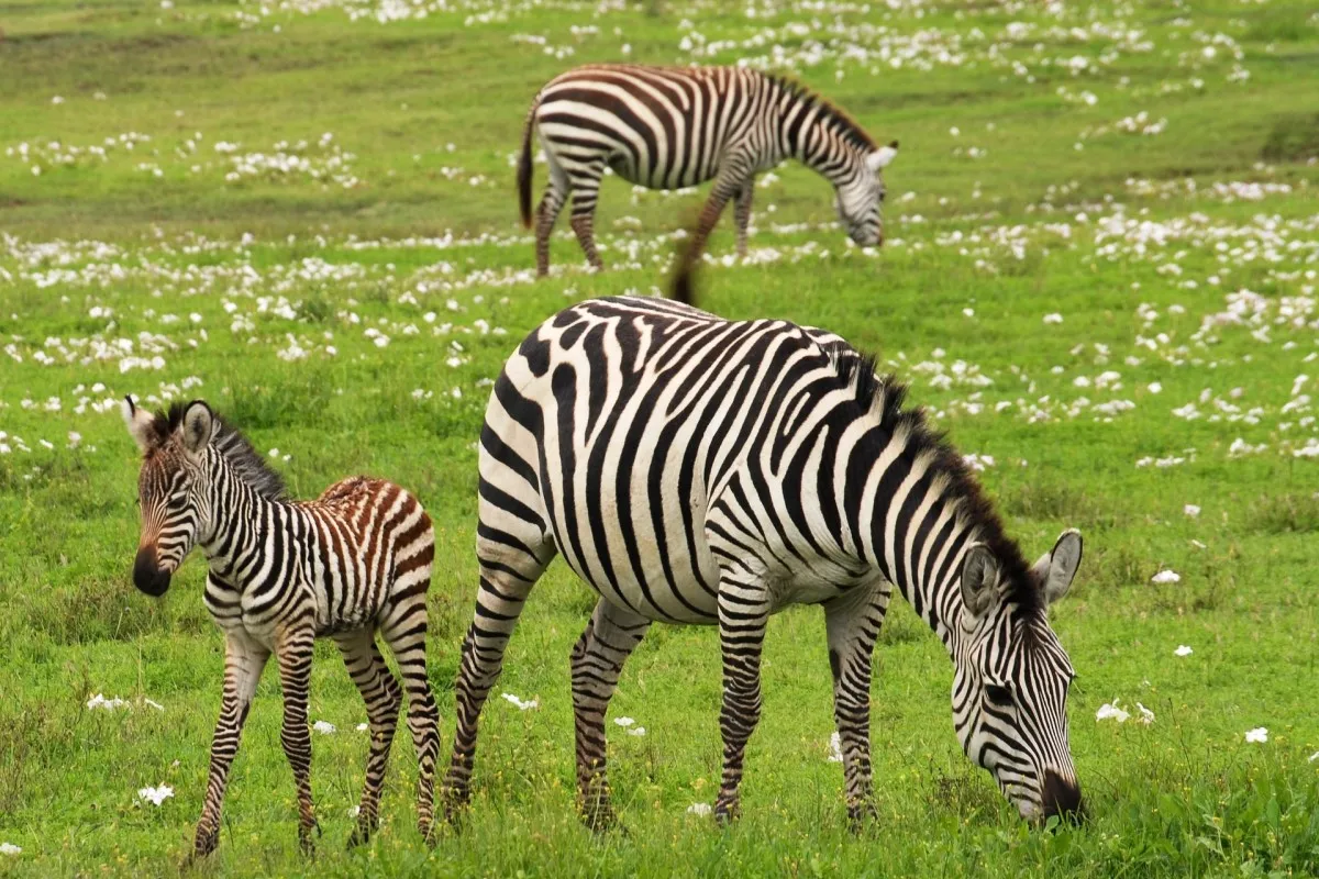 Best Kitulo National Park Tour Packages 2026/2027