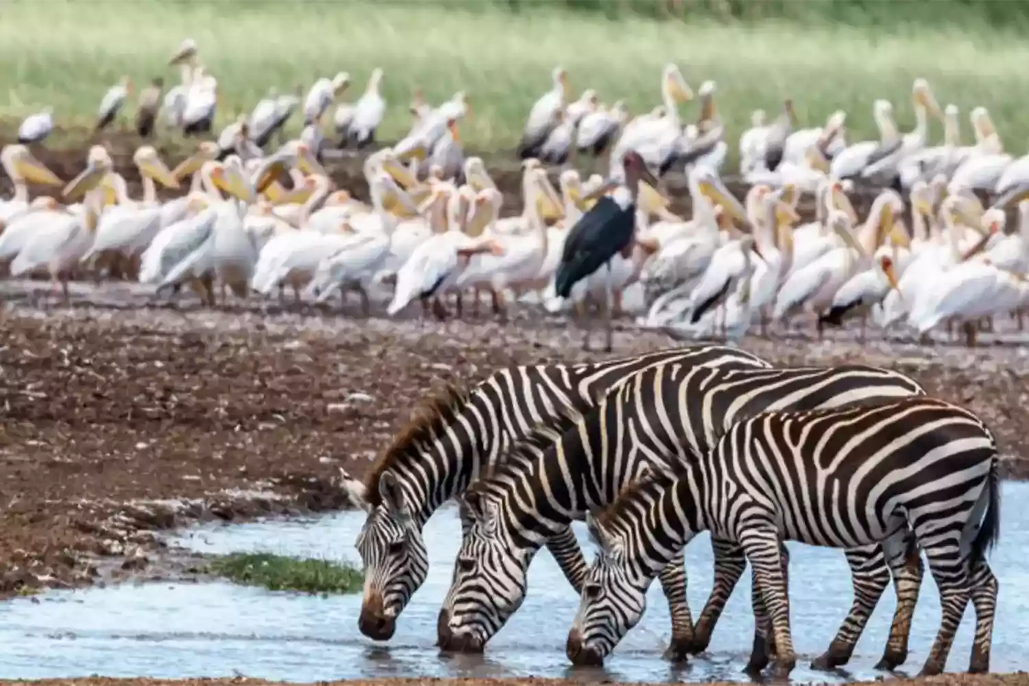Lake Manyara National Park