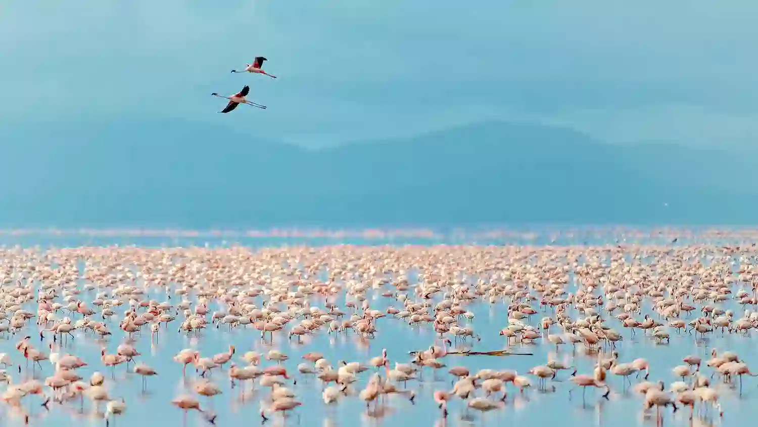 Lake Manyara Day Trip from Arusha - Tree climbing lions and flamingos