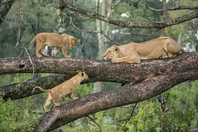 Lake Manyara day trip private safari Lake Manyara day trip private safari