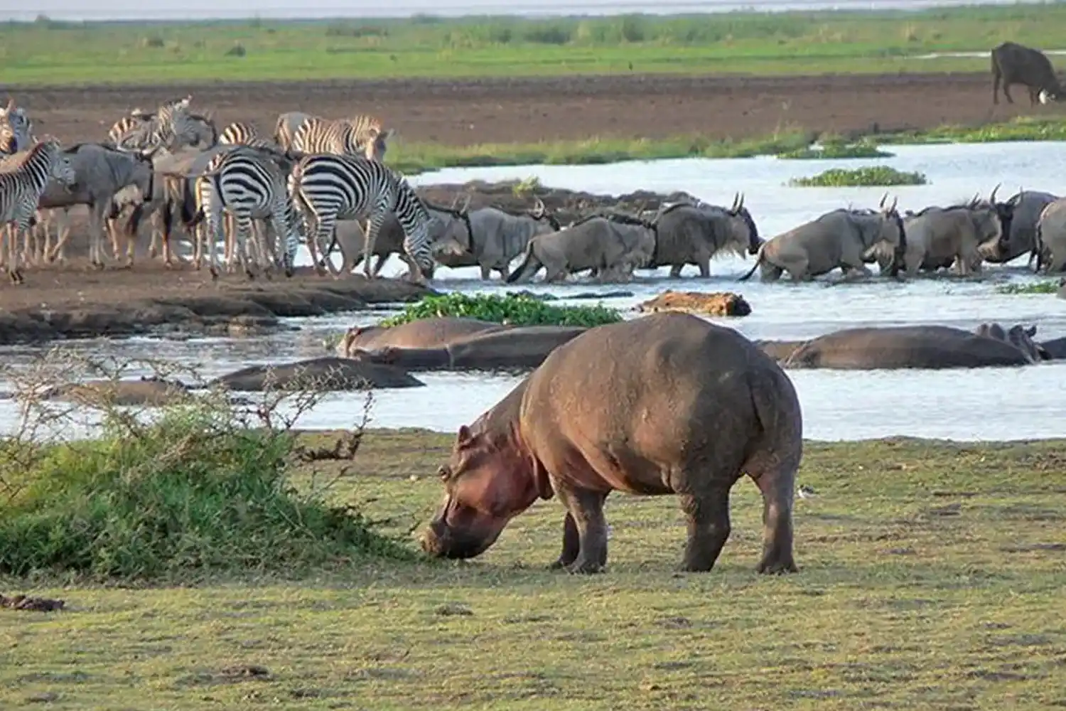 Lake Manyara Day Trip Private Safari