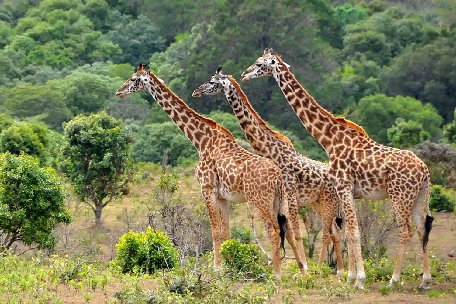 2 dies de safari privat al llac Manyara i Ngorongoro