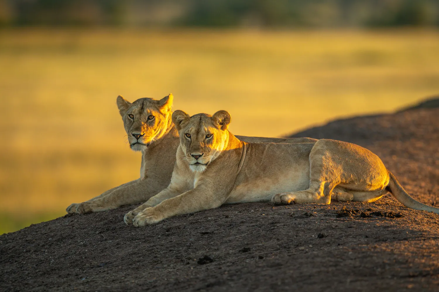last minute 6 day Tanzania safari deals for Serengeti Ngorongoro and Tarangire