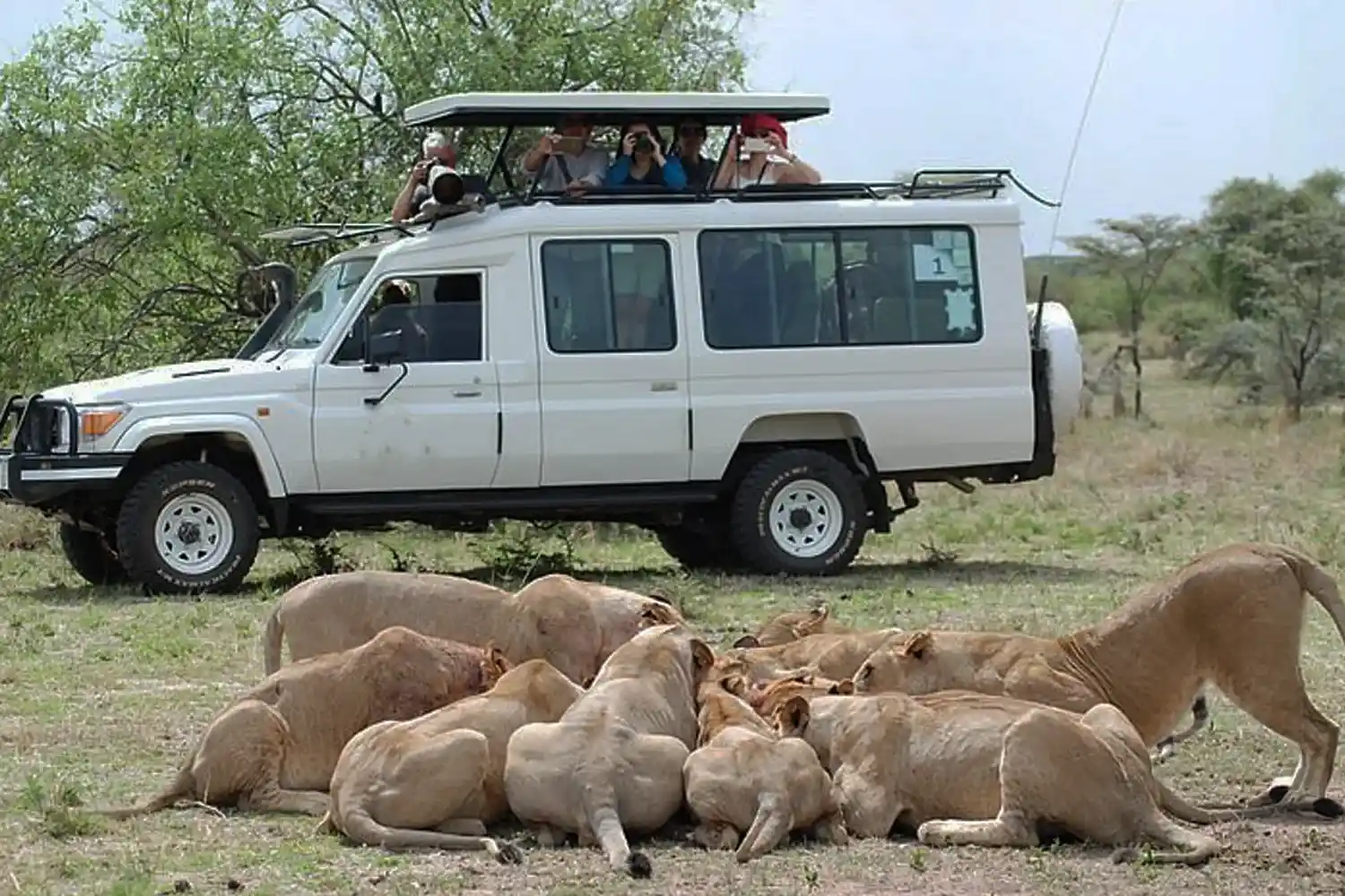 Safari privat de 7 dies a Tanzània