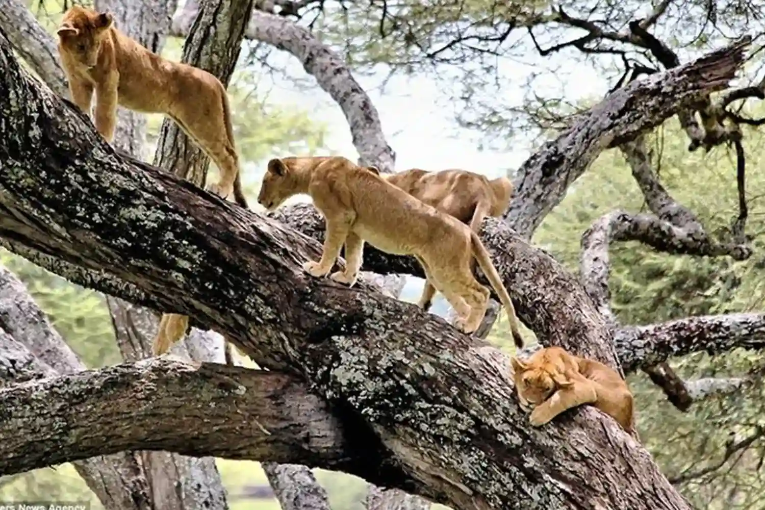 Safari privat de 3 dies a Tanzània