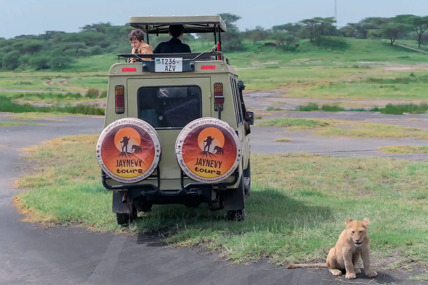 Löwenbeobachtung in Tansania