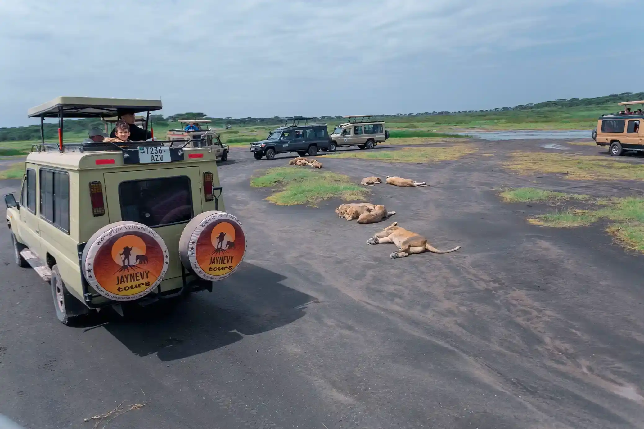 Incredible Facts About Lions | Lion Watching in Africa’s National Parks
