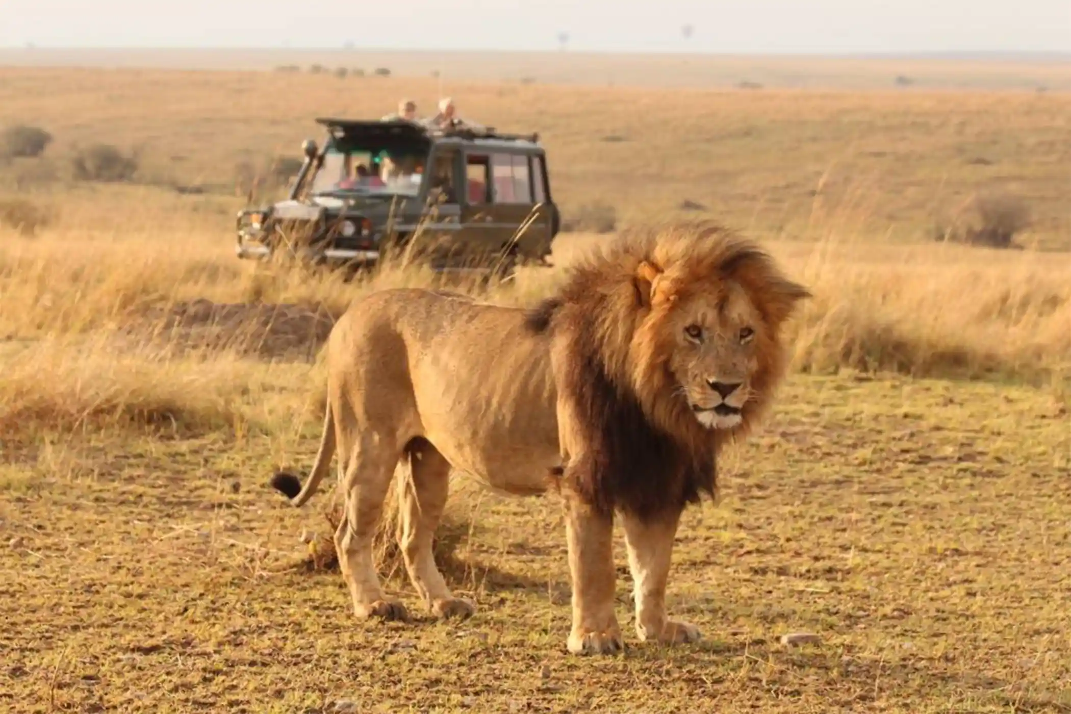 Incredible Facts About Lions | Lion Watching in Africa’s National Parks