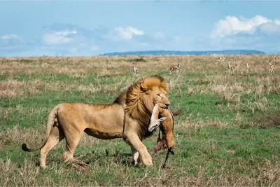 Incredible Facts About Lions | Lion Watching in Africa’s National Parks