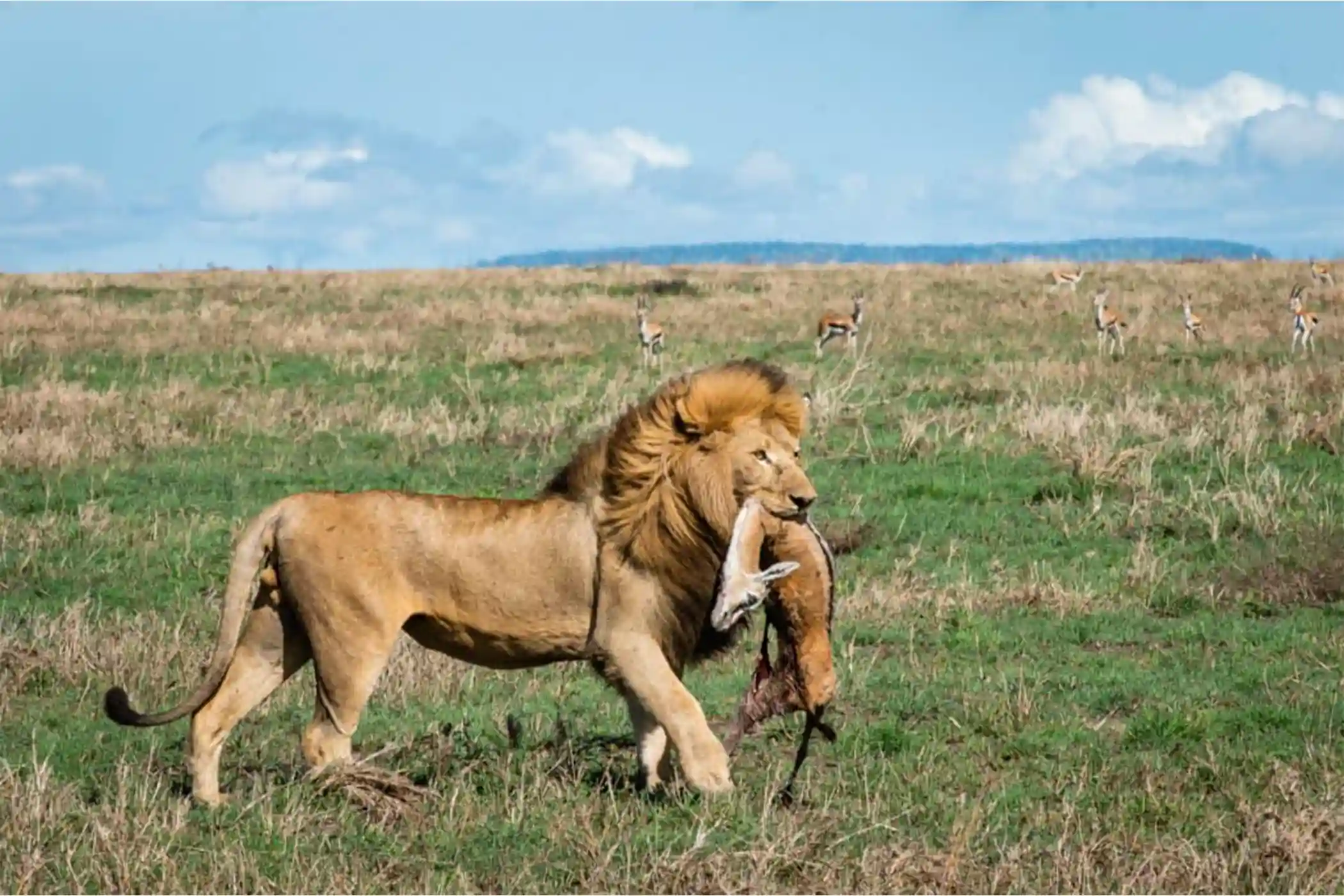 Incredible Facts About Lions | Lion Watching in Africa’s National Parks
