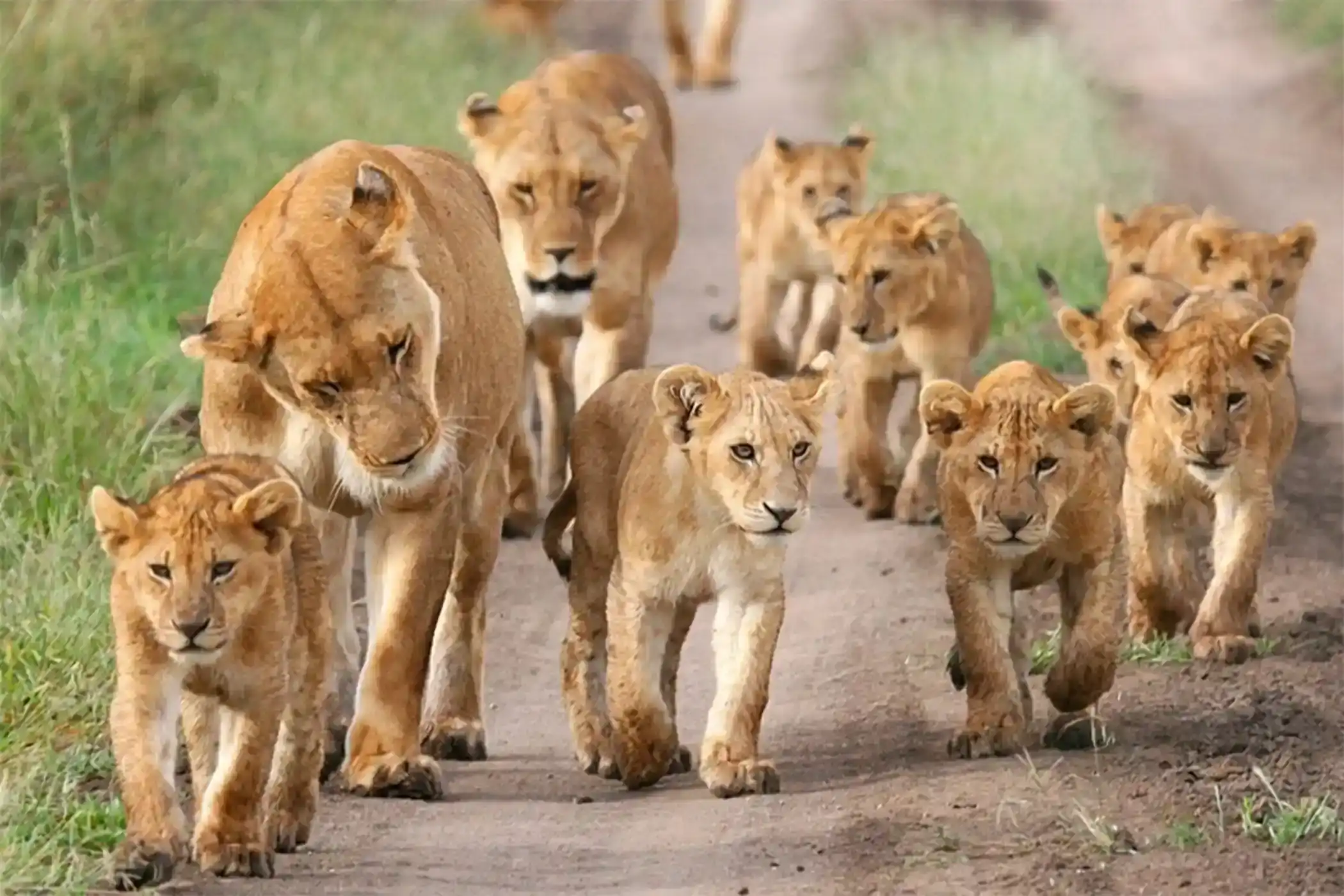 Incredible Facts About Lions | Lion Watching in Africa’s National Parks