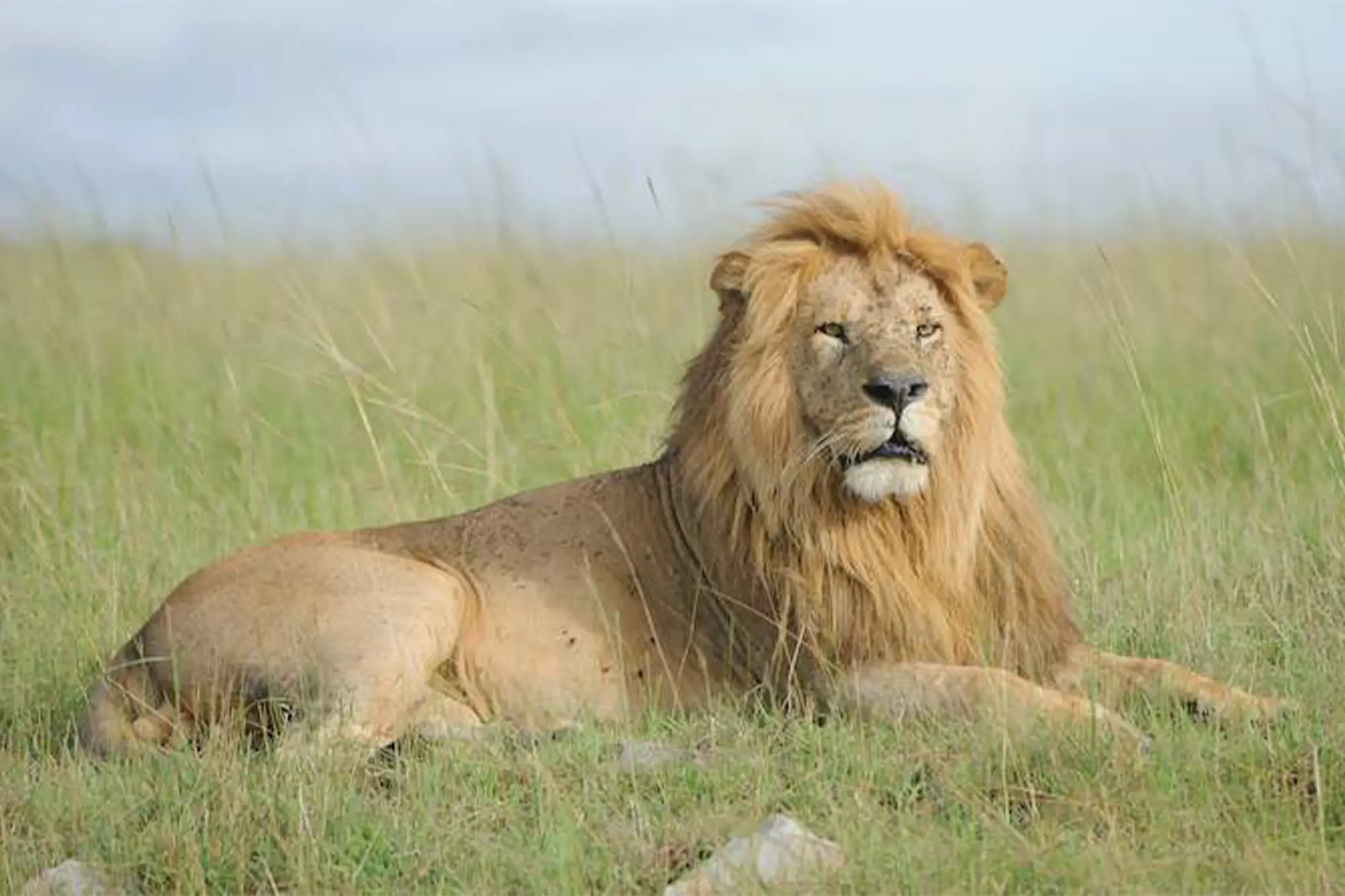 Incredible Facts About Lions | Lion Watching in Africa’s National Parks