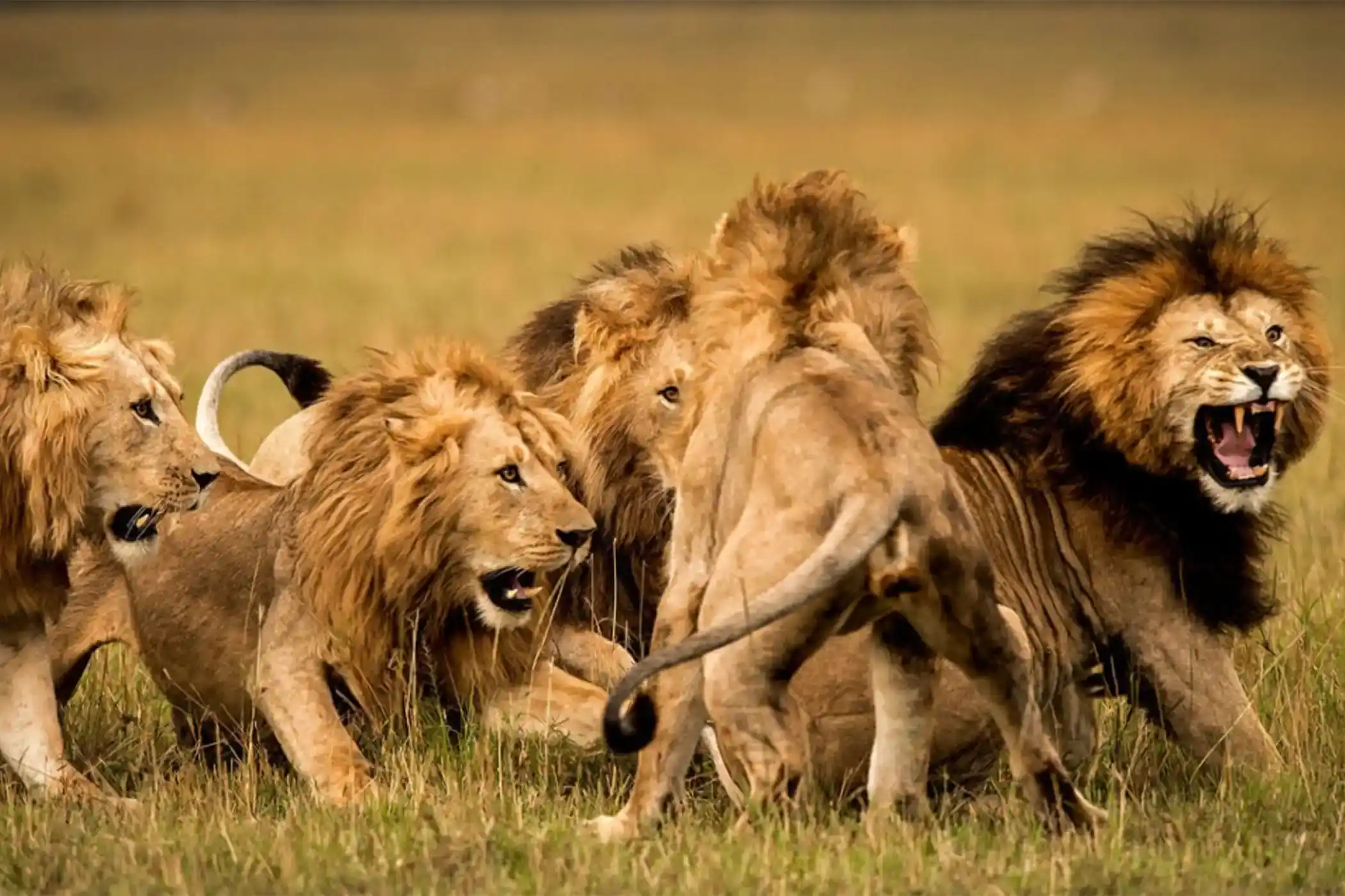 Incredible Facts About Lions | Lion Watching in Africa’s National Parks