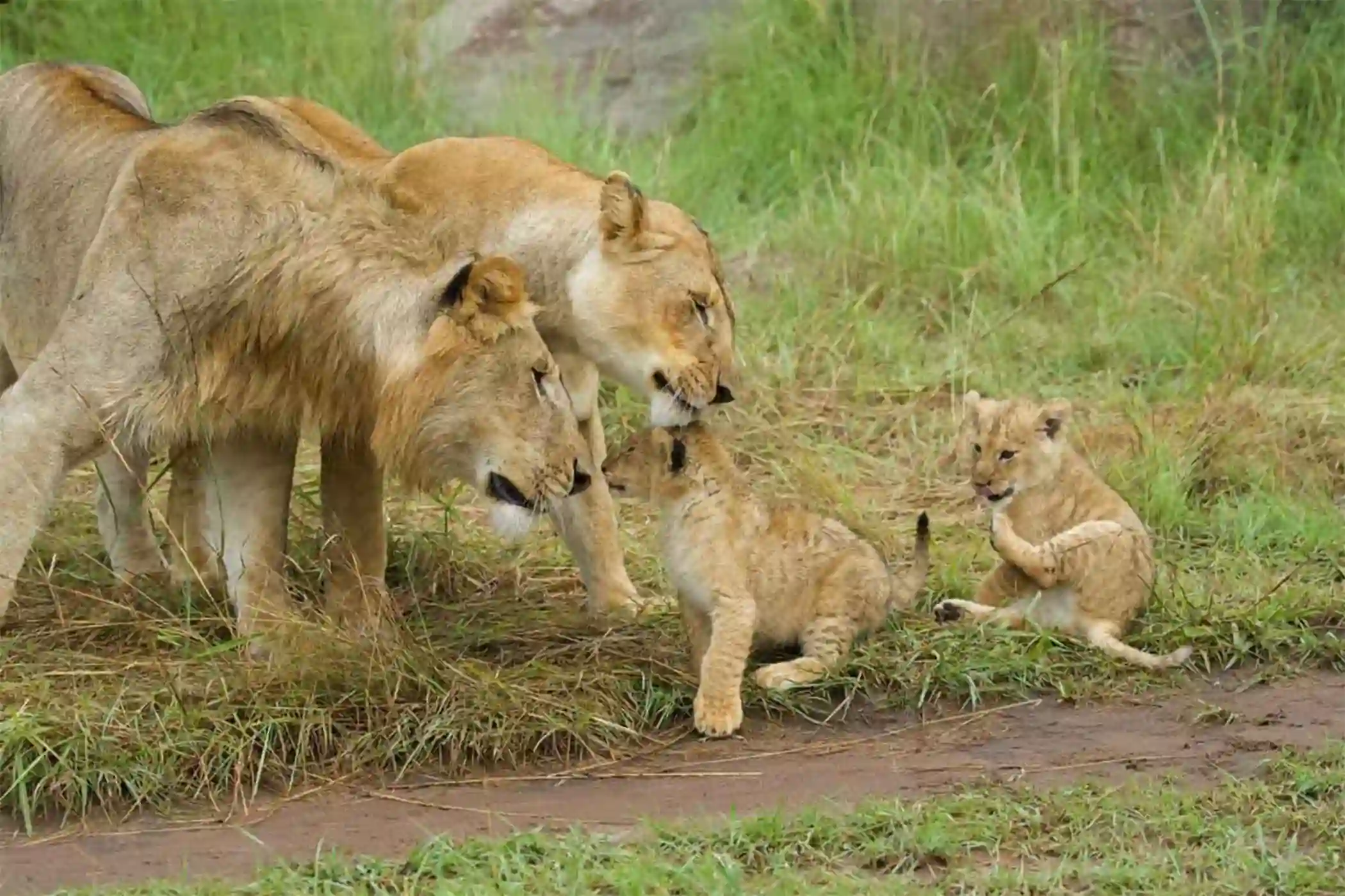 Incredible Facts About Lions | Lion Watching in Africa’s National Parks
