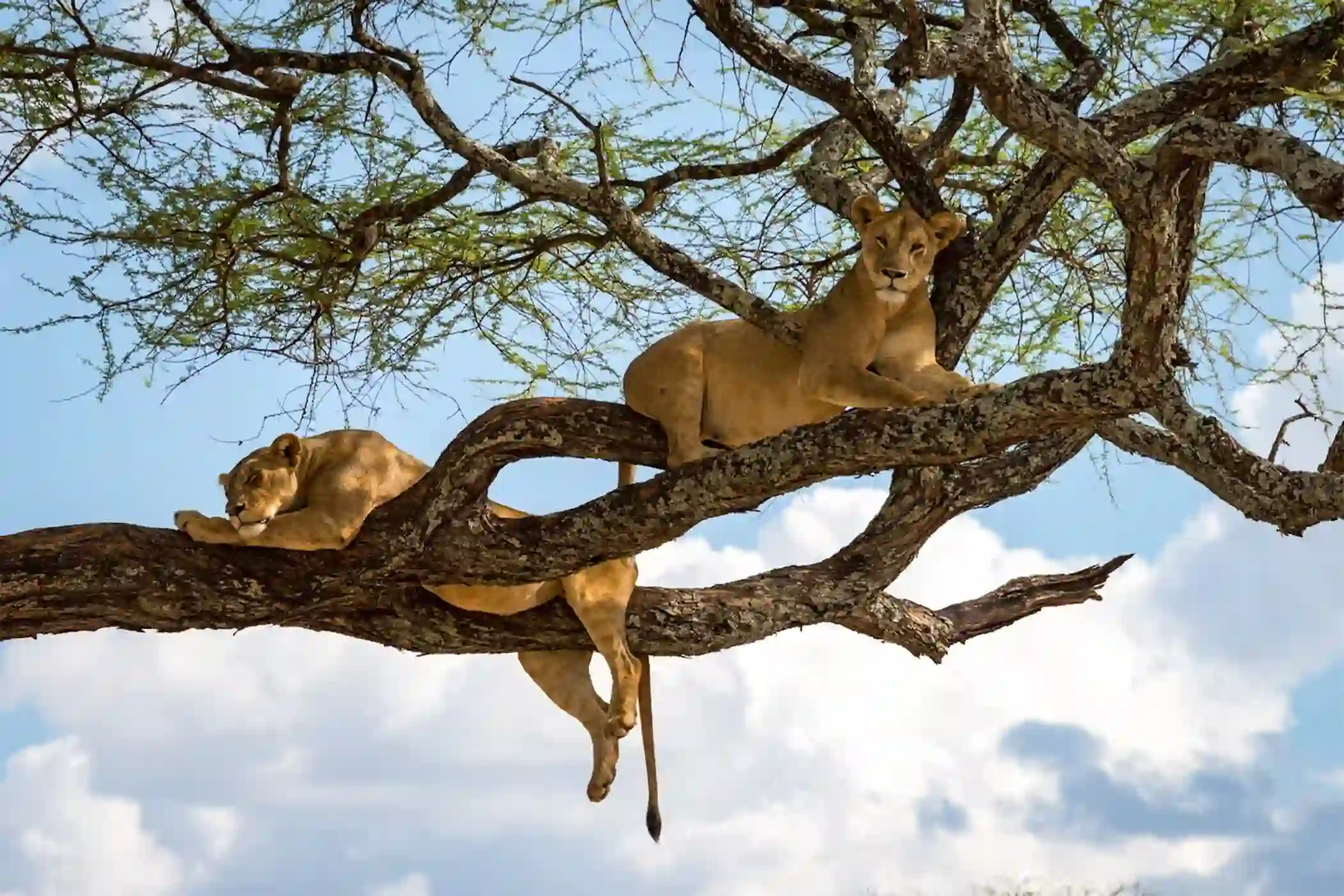 Incredible Facts About Lions | Lion Watching in Africa’s National Parks