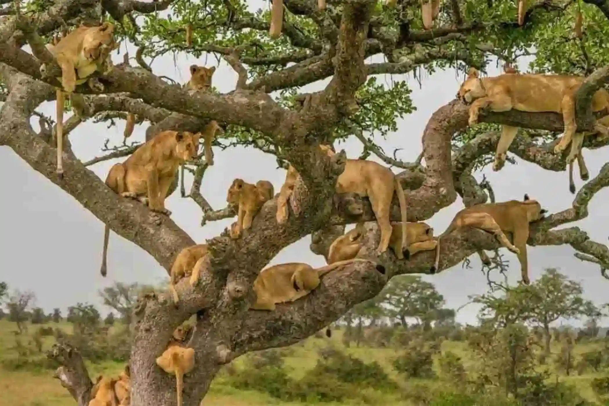 Incredible Facts About Lions | Lion Watching in Africa’s National Parks