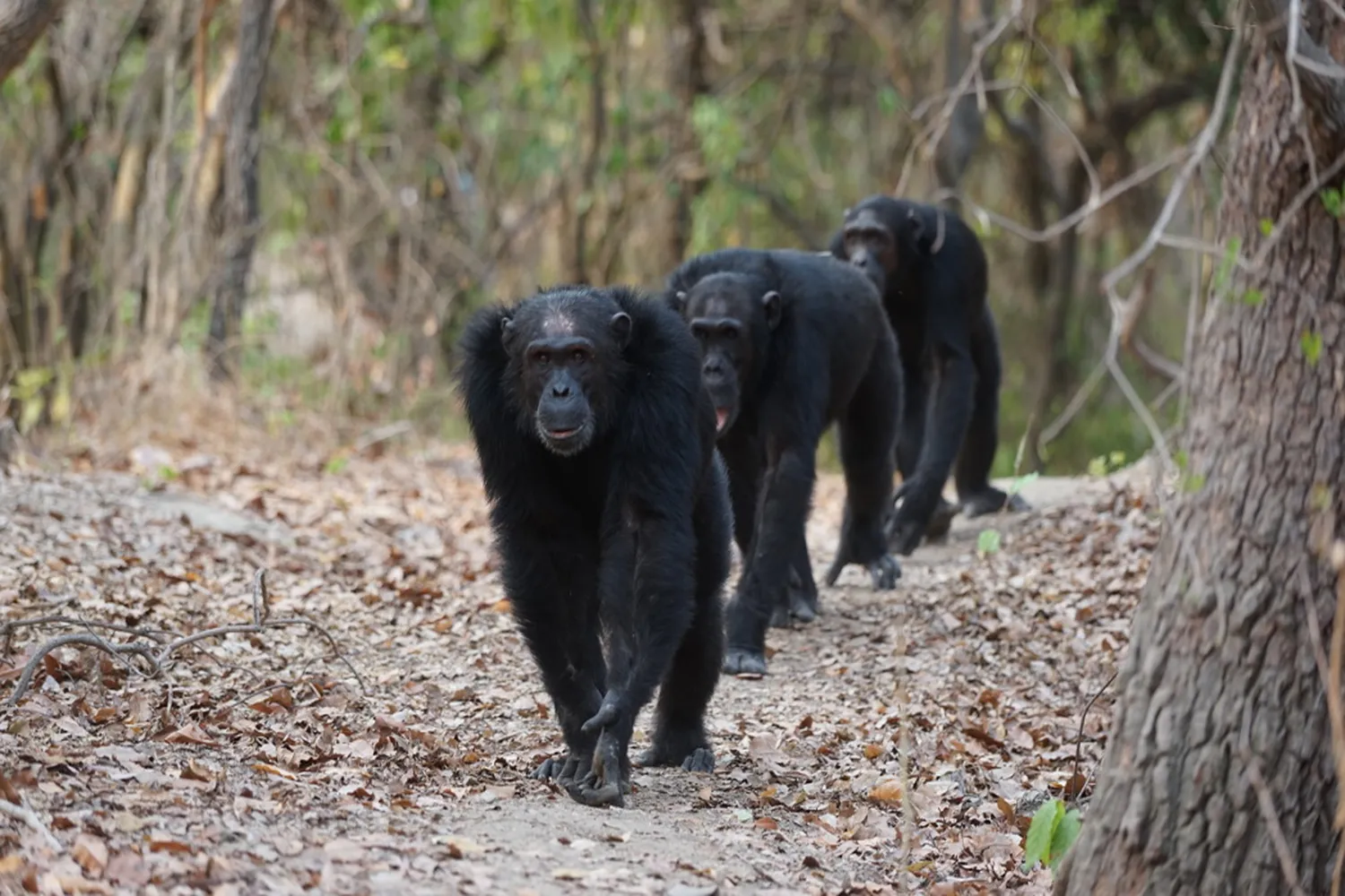Schimpansenverhalten Mahale
