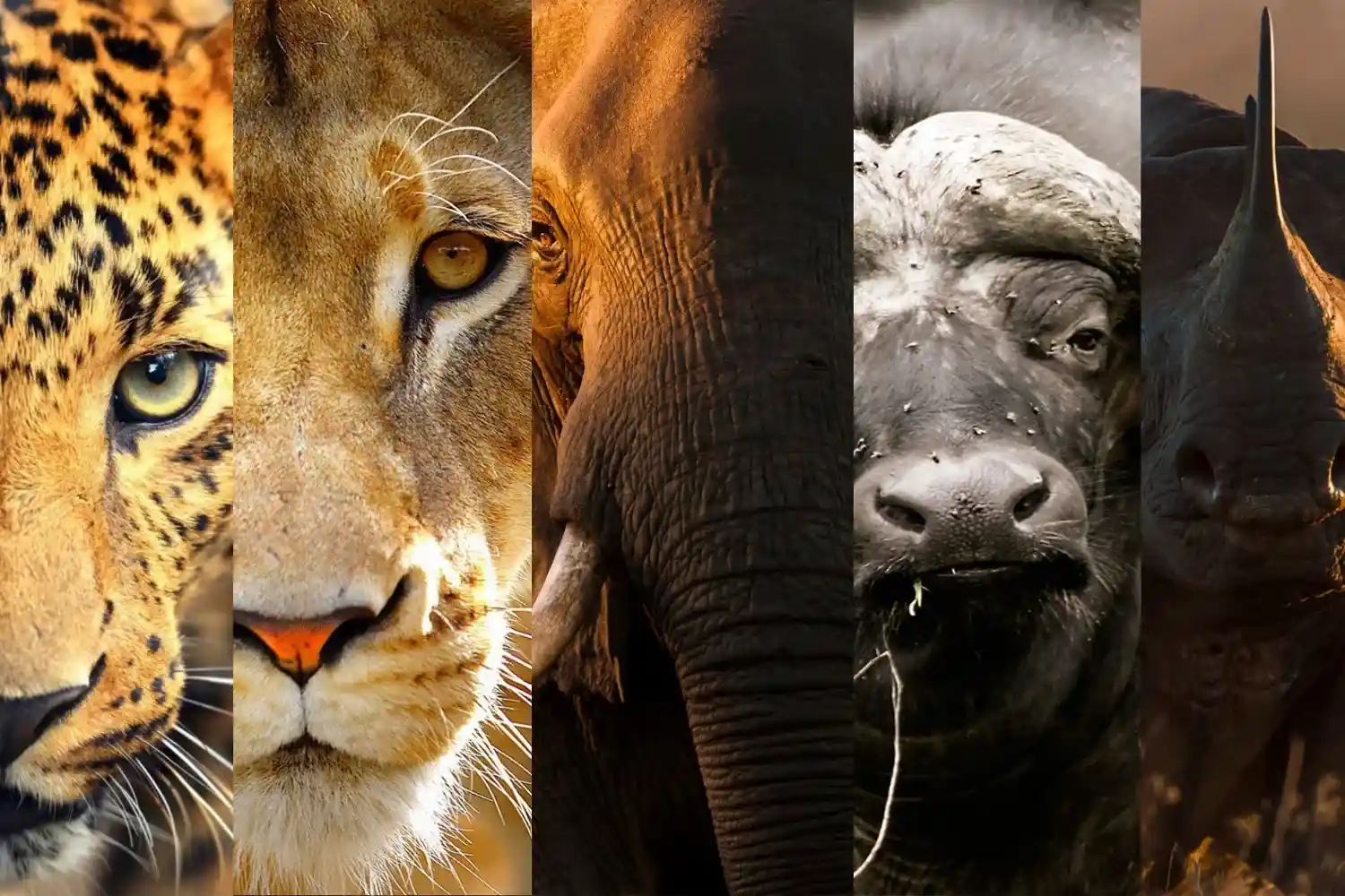 Big Five Animals Articles