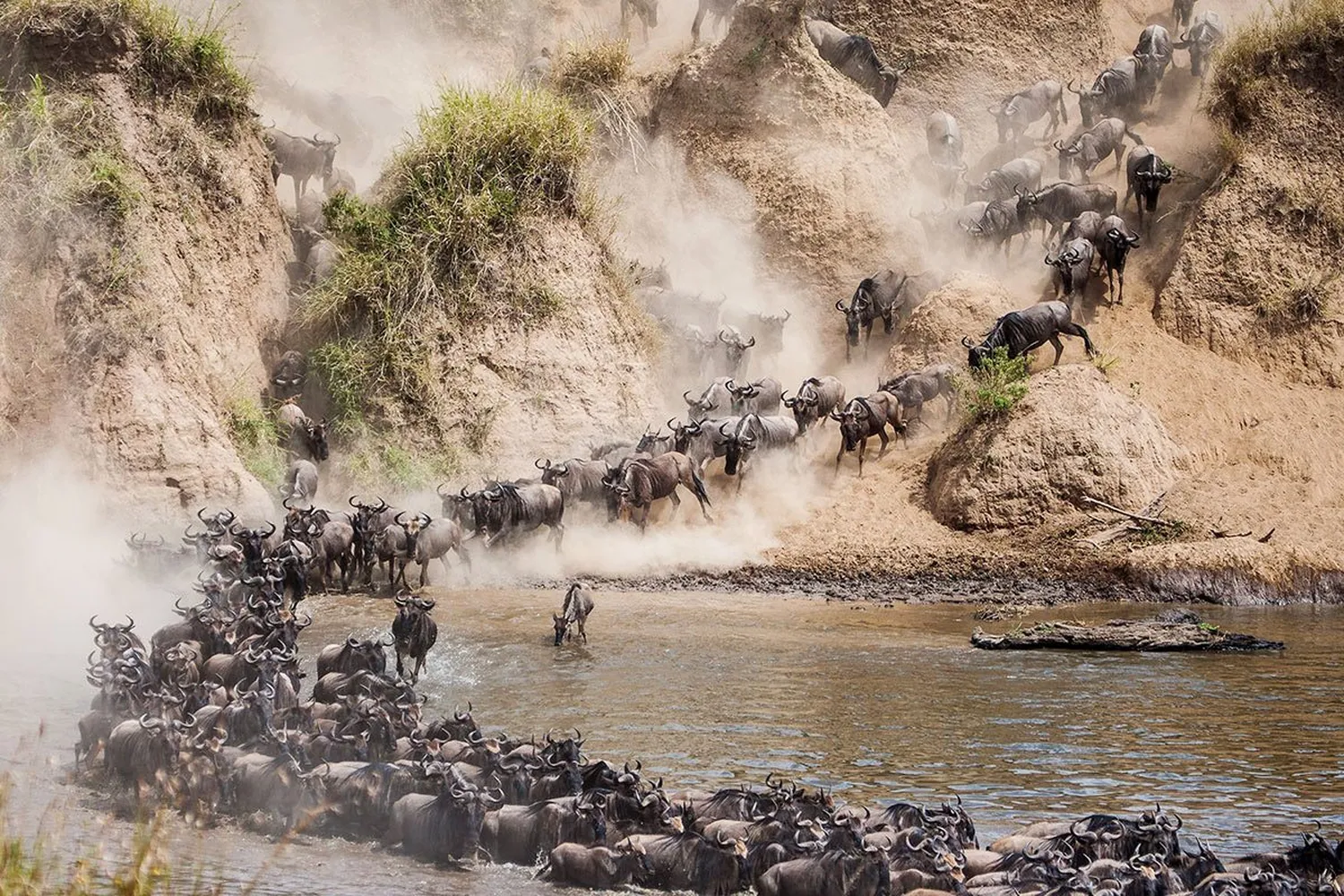 Wildebeest herd plunging down a dusty bank into the Mara River during a crossing