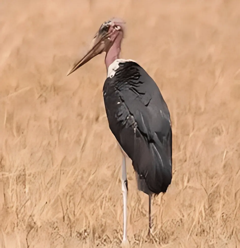 坦桑尼亚的顶级观鸟景点 - 坦桑尼亚最好的观鸟目的地