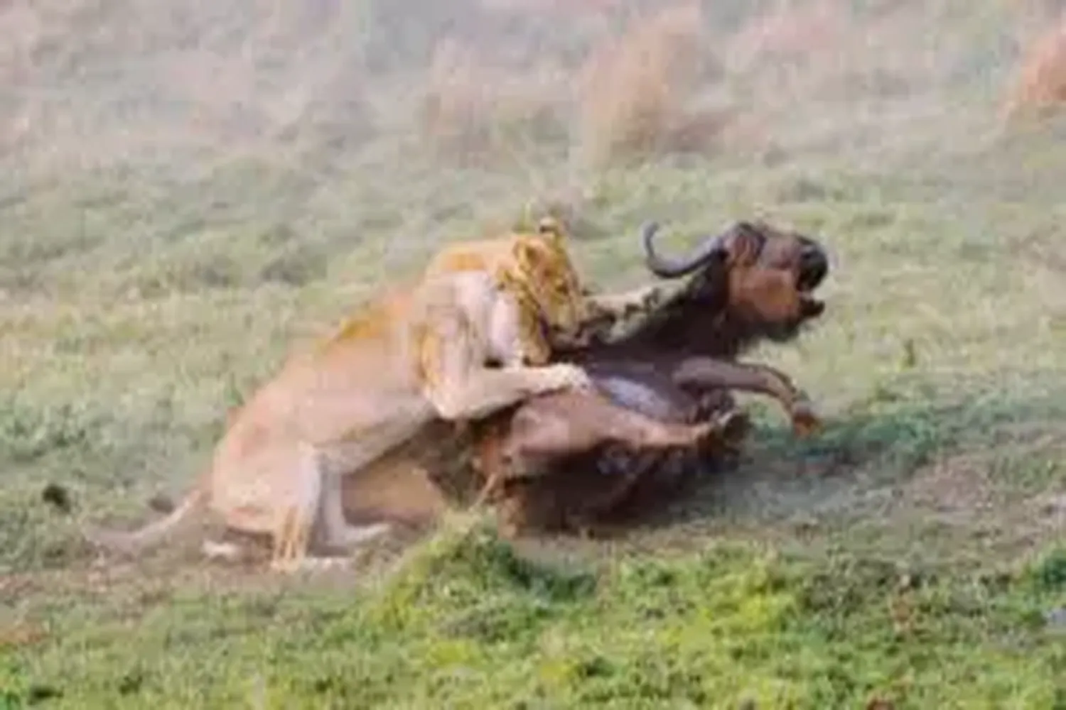 የማሳይ ማራ አዳኝ እርምጃ