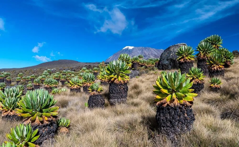 Mawenzi Peak Kilimanjaro