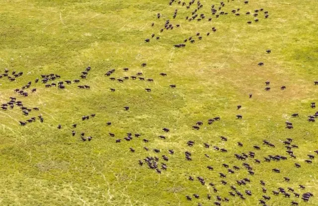 Great Migration Aerial Tour by Helicopter