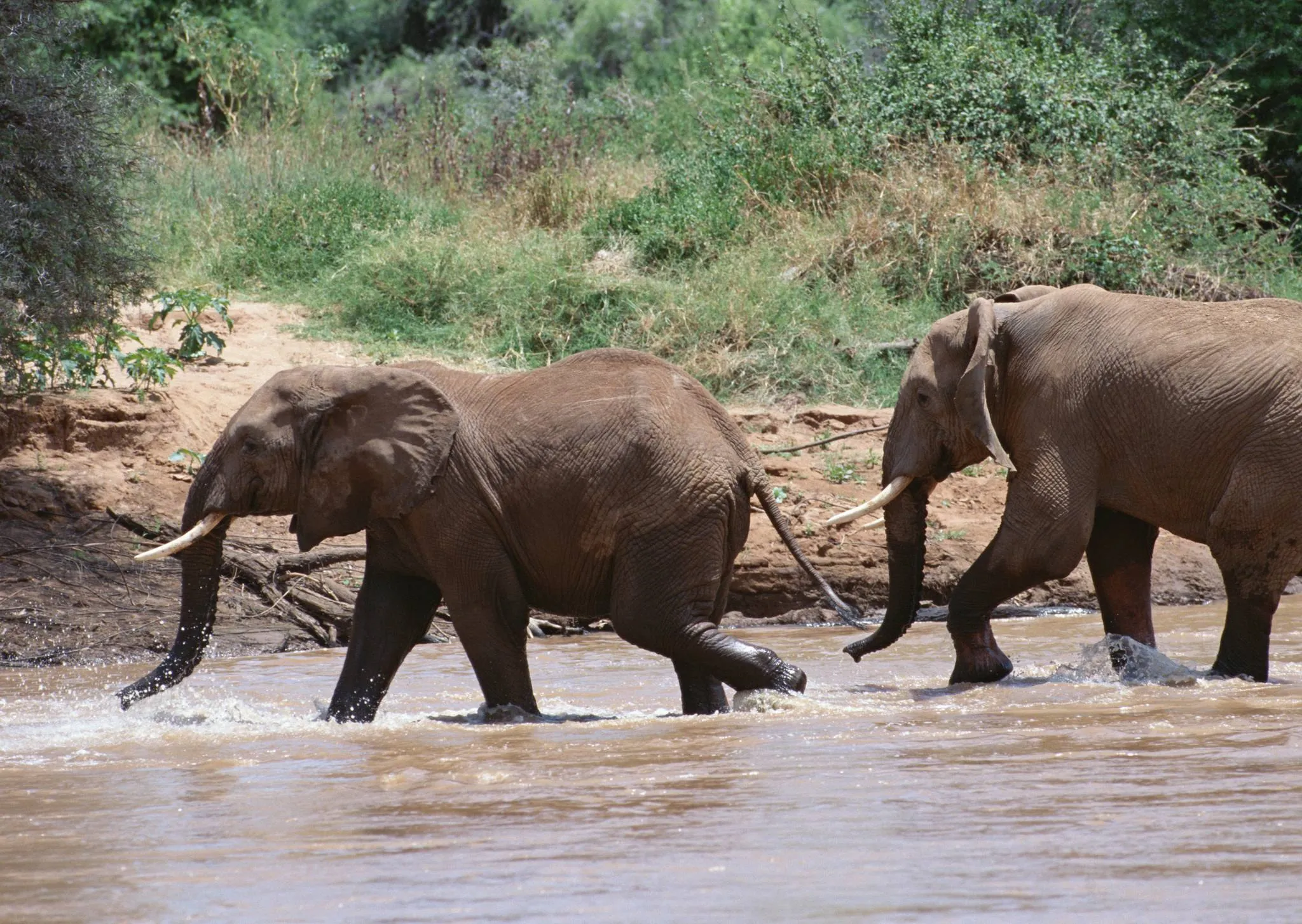 Mikumi Elephants