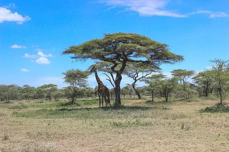 Mikumi immersive wildlife