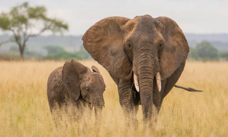 Private Safari in Tanzania Cost