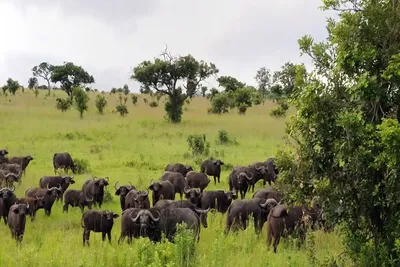 Mikumi National Park