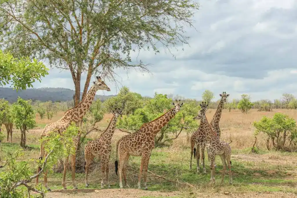 Mikumi National Park wildlife