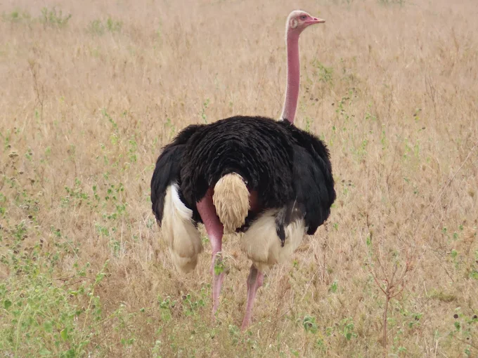 Mkomazi Birds and Landscape Mkomazi Birds and Landscape