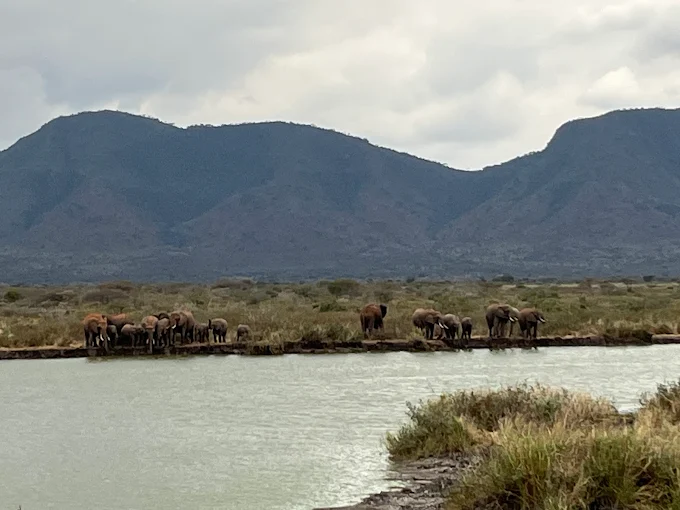 Mkomazi Elephant Herd Mkomazi Elephant Herd