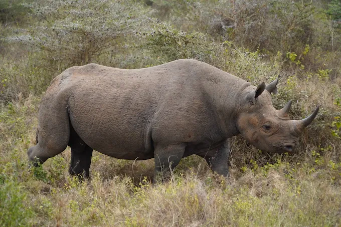 Mkomazi day trip private safari Mkomazi day trip private safari