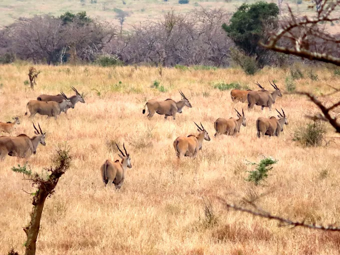 Mkomazi Savannah Wildlife Mkomazi Savannah Wildlife