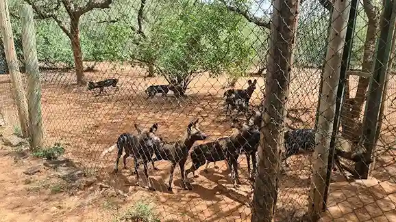 Mkomazi African Wild Dogs Mkomazi African Wild Dogs