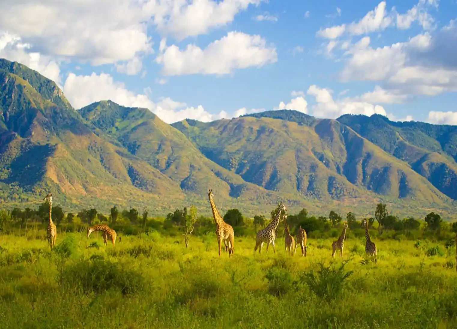 Mkomazi National Park